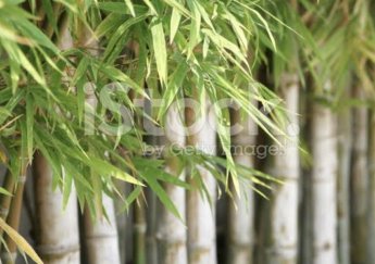 Bambu ağacının doğaya faydaları nelerdir ?