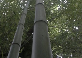 Bambu Ne Kadar Dayanıklıdır? Doğal Bir Antibakteriyelmidir?