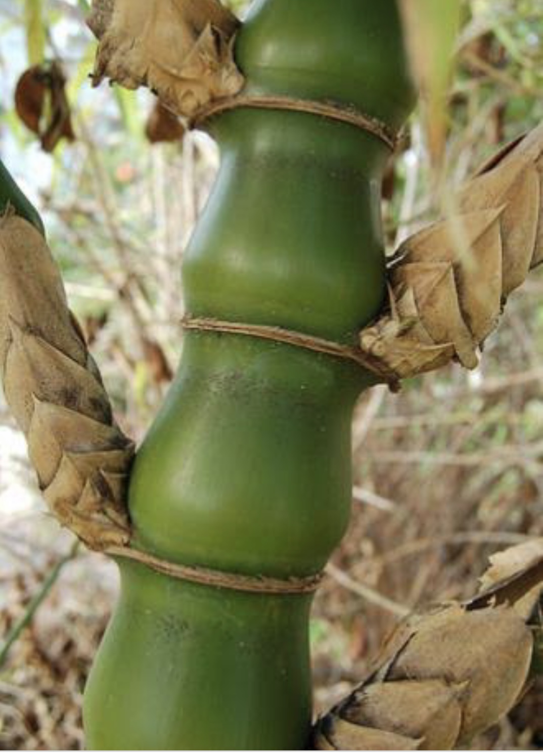 Bambu yiyecek olarak kullanılabilirmi ?