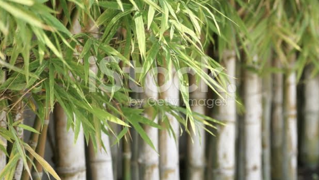 Bambu ağacının doğaya faydaları nelerdir ?