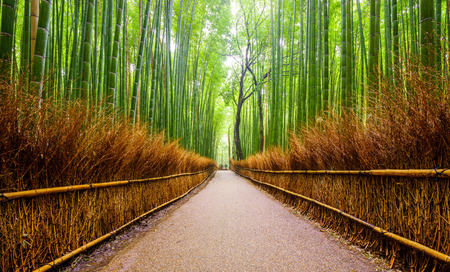 Bambu Nedir? Nerelerde Kullanılır?