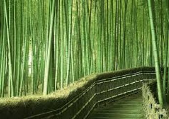 Neden Bambu Mobilya ve Dekorasyon Ürünlerini Kullanmalıyız ?